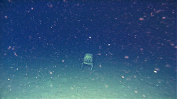 sixpenceee:  A chair found at the bottom