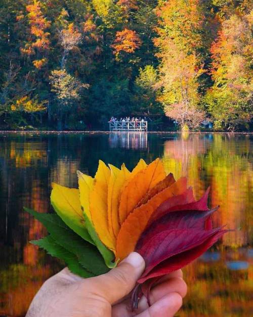 Los colores del otoño. Fotografía de   @olayseven