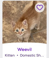 himfluenza:himfluenza:A collection of cats from southern utahs petfinder Gandalf