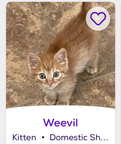 himfluenza:himfluenza:A collection of cats from southern utahs petfinder Gandalf