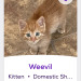 himfluenza:himfluenza:A collection of cats from southern utahs petfinder Gandalf