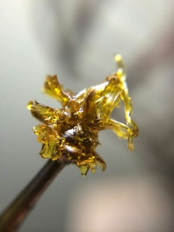 trippinwithmysoul:  Macro my buddy took. Follow him on ig @dillonbee dabbersparadise dabbersdaily dabberworld veeveeganja fuckitol420