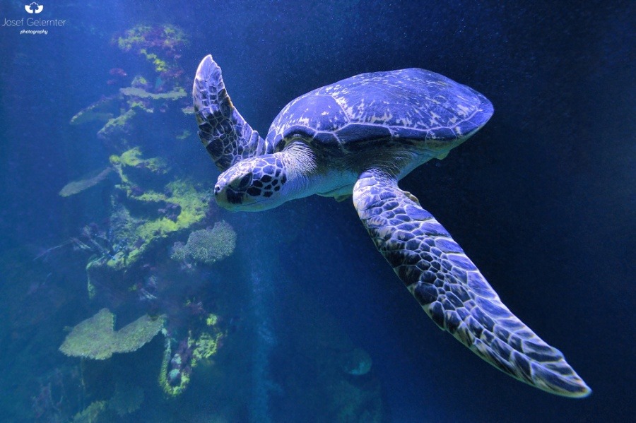 Superb Nature — Sea Turtle Perspective by JosefGelernter...