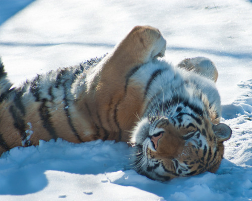 alltiger:Tiger Playing in the Snow 4 of 7 (by ThePitcher)