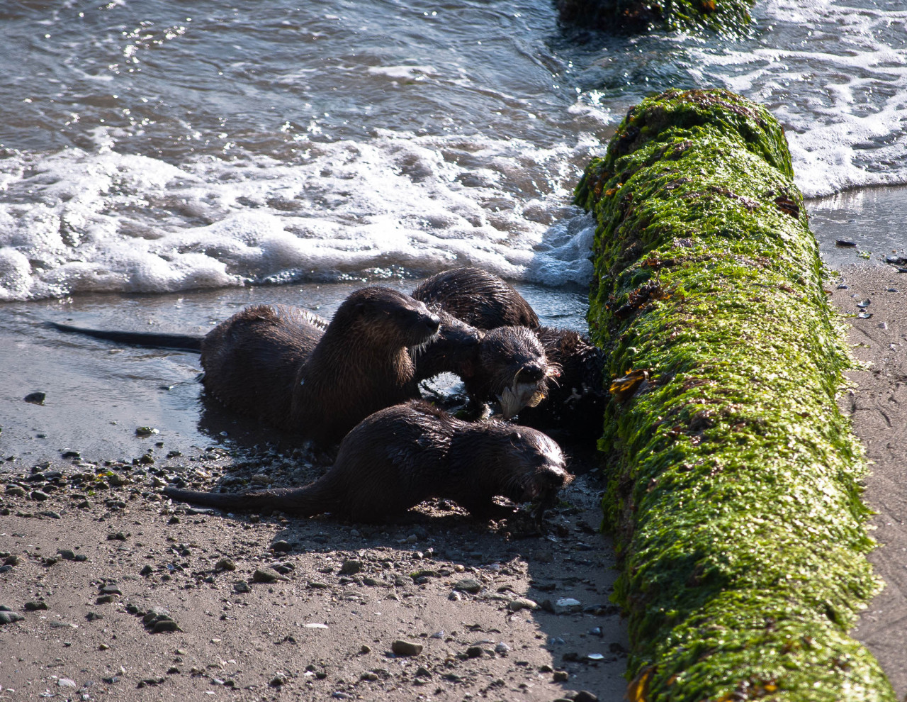 maggielovesotters:
“Wild otter mum and pups feeding - taken from the seawall in Stanley Park, Vancouver
”