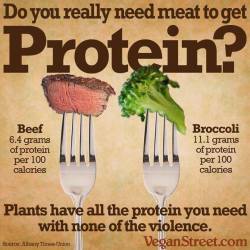 attack-on-stupid:kavaeric:    are you even trying  &ldquo;per 100 calories&rdquo; isn’t a proper method of measurement. you’d need to eat around 3 cups of broccoli just to get 100 calories and 11 grams of protein. 