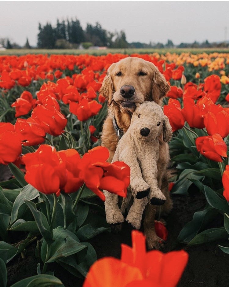 animals-lovers:(Source)