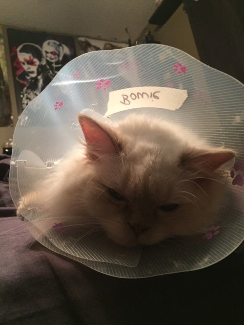 It’s cone time for Bowie Reed(submitted by @fuckyeahskeletonhats)