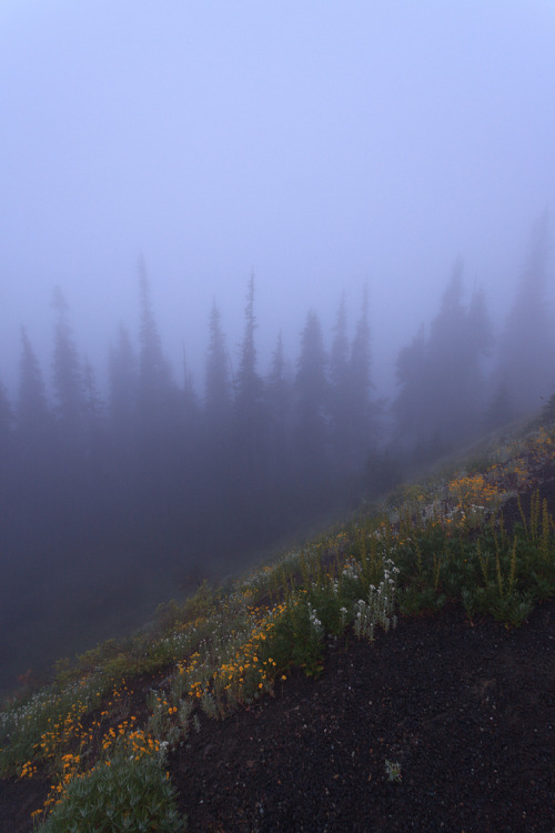 90377: Olympic NP, Hurricane Ridge, IMG_5627-5 by Yan Zhang