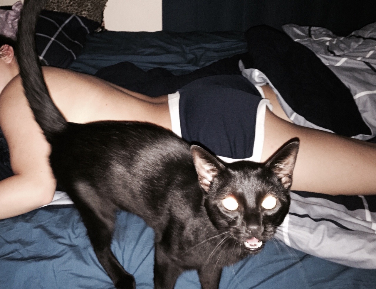 dead-nurse:  My cat has become too close to my gf, and he didn’t want to let me