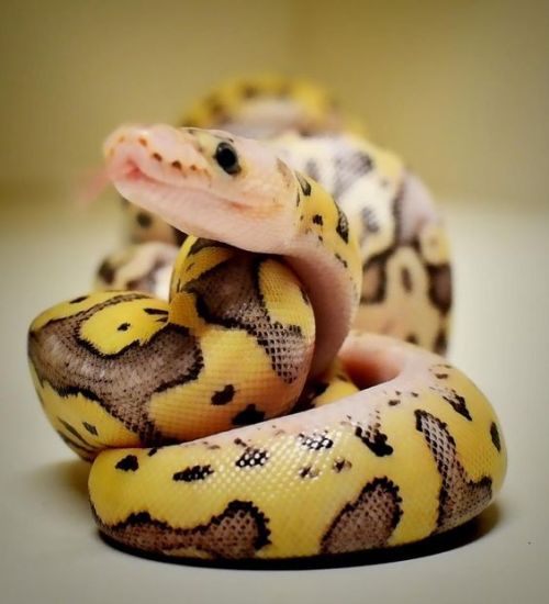 glitterslither:Praise this raised flicky-tongue scale