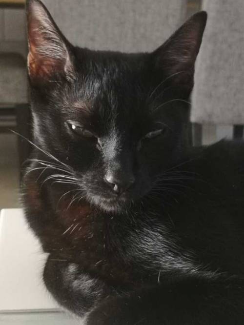 Nero, my little baby(submitted by @tache-noiresc)