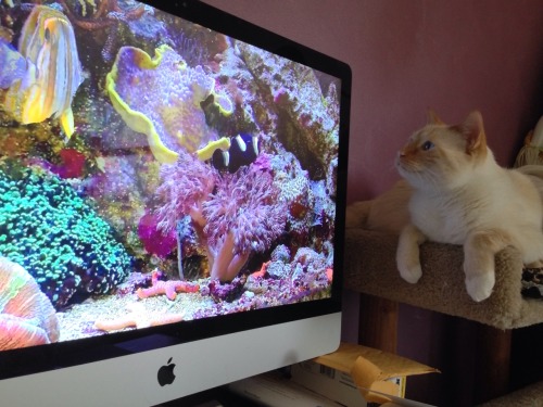 my home aquarium is favorite show