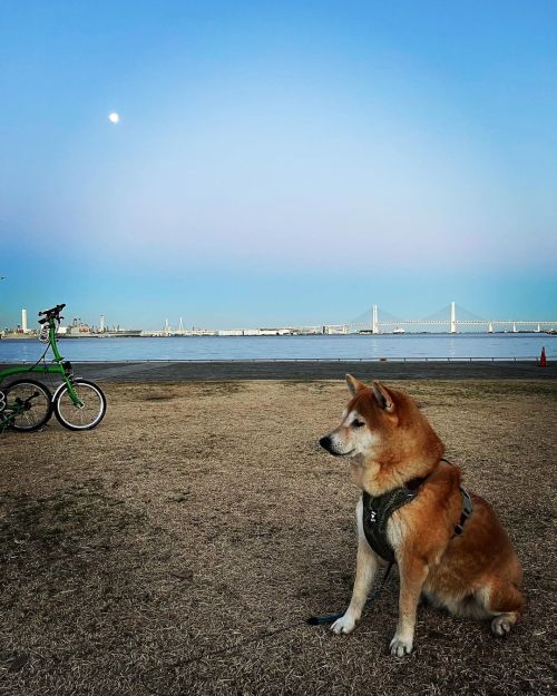 夕暮れの公園 #shiba #shibainu #shibadog #shibastagram #しばいぬ #柴犬 #yokohama #横浜 #ヨコハマ #臨港パーク #青と夕焼けピンクと夜の紫グラ