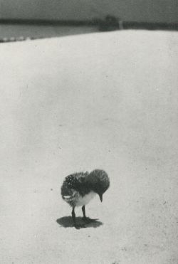 Bewarethebibliophilia: “A Sooty Tern Chick Stands Forlornly On The Beach, Waiting