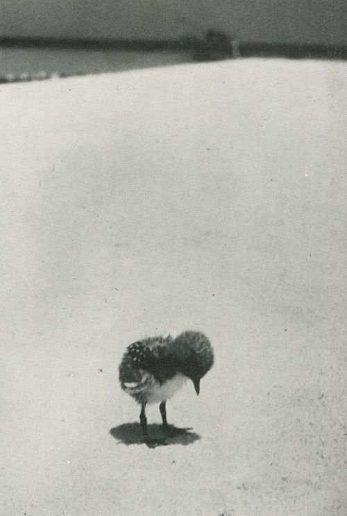 bewarethebibliophilia:“A sooty tern chick stands forlornly on the beach, waiting for its parents to 