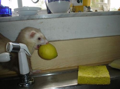 the-itchy-bitchy-spider:that-one-skeleton:ferretsof:Put that downa thiefu lemon-stealing whore