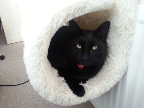 Porn photo catsbeaversandducks:  Happy Black Cat Appreciation