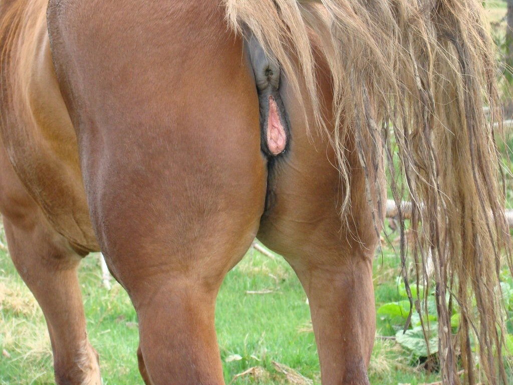 furryxfanxgirlxboy:  You like mares too? ;)