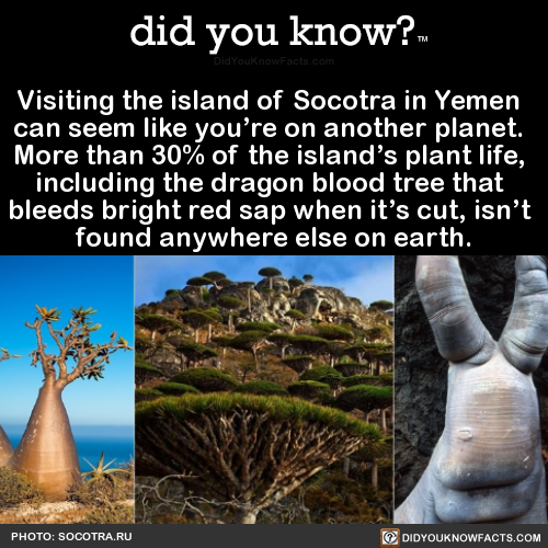 did-you-know: Visiting the island of Socotra in Yemen   can seem like you’re on another planet.   More than 30% of the island’s plant life,   including the dragon blood tree that   bleeds bright red sap when it’s cut, isn’t   found anywhere else
