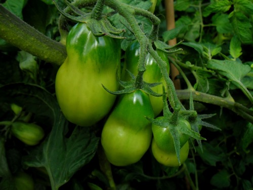 Loving the new Italian tomatoes!