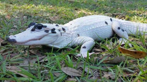 end0skeletal: A piebald or pied animal is one that has a pattern of pigmented spots on an unpigmen