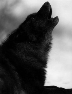 wolfstravelsinmind:  And upon cold winds, I howl at the night, simply hoping that you’ll hear my longing, above all else.