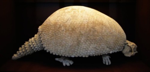 The Glyptodon Armadillos are a common sight in the southern United States…. except that most 