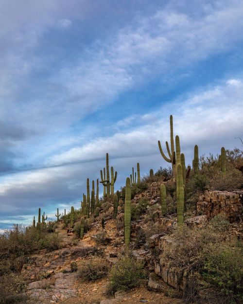 Cactus “on the rocks” . . . . #saguaronationalpark #nationalpark #findyourpark #hiking #hikearizona 