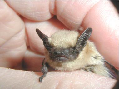 astronomy-to-zoology: Western Pipistrelle (Parastrellus hesperus) Also known as the “Canyon Ba