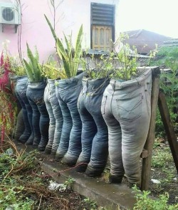 dragonite-master:  70s-inspired-trans:  cipheramnesia:  deliriumcrow:  naamahdarling:  picsthatmakeyougohmm:hmmm n-no  Why is this thing? WHY?  Don’t do this    Plants with pants  Yall wasting pants…