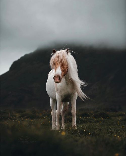 horsesarecreatures: Icelandic Horse Photo by Elina Lindgren