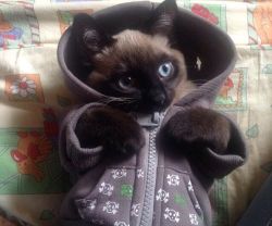 awwww-cute:  My friend’s cat is ready for