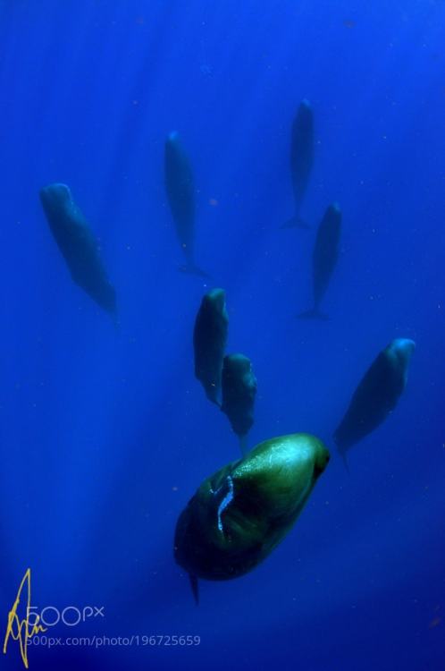 lifeunderthewaves:Sleeping whales (taken under permit) by Izzysan Very rare shot of a pod of sleepin
