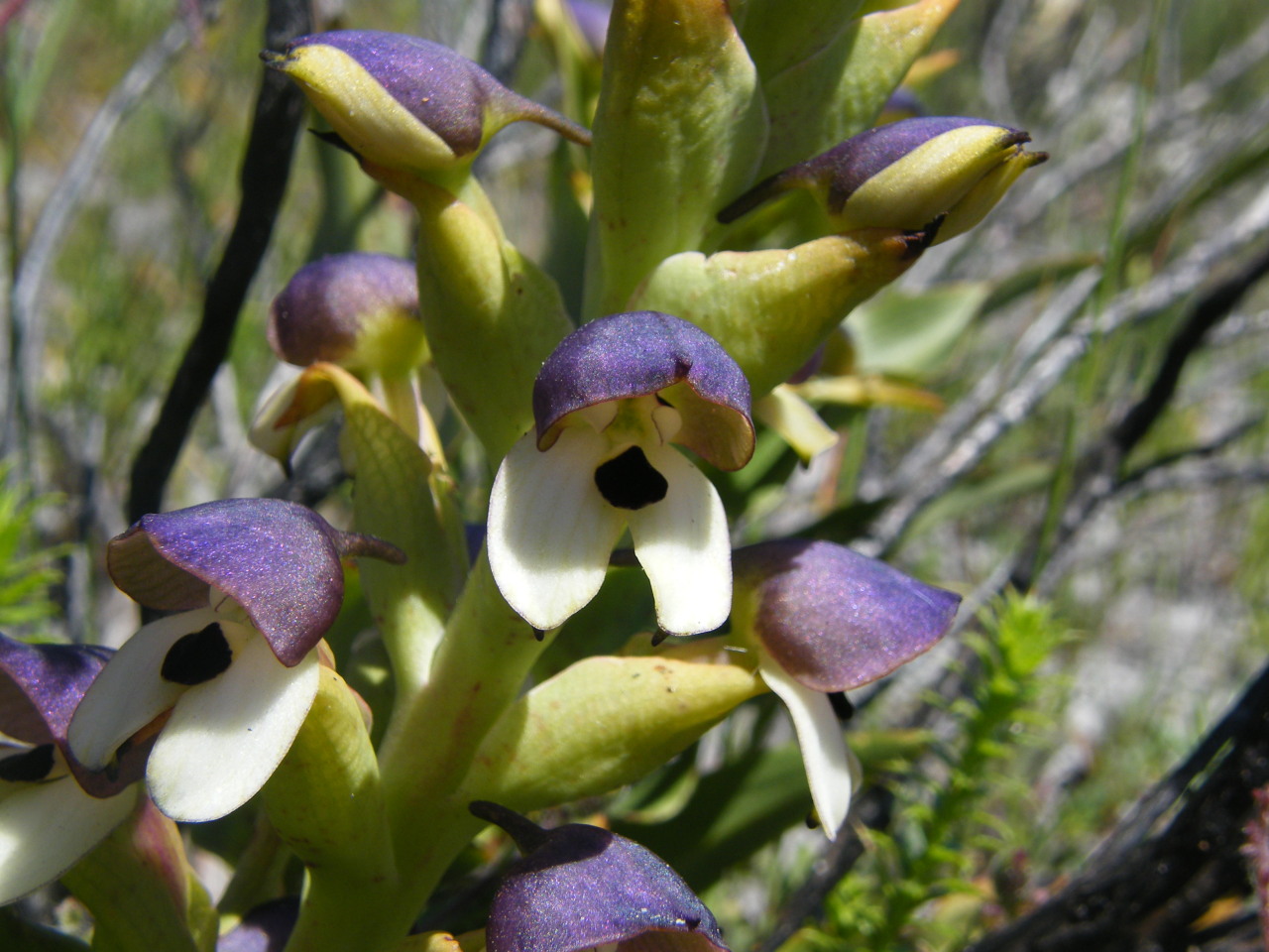 plantsrocksthings:  Disa cornuta. 