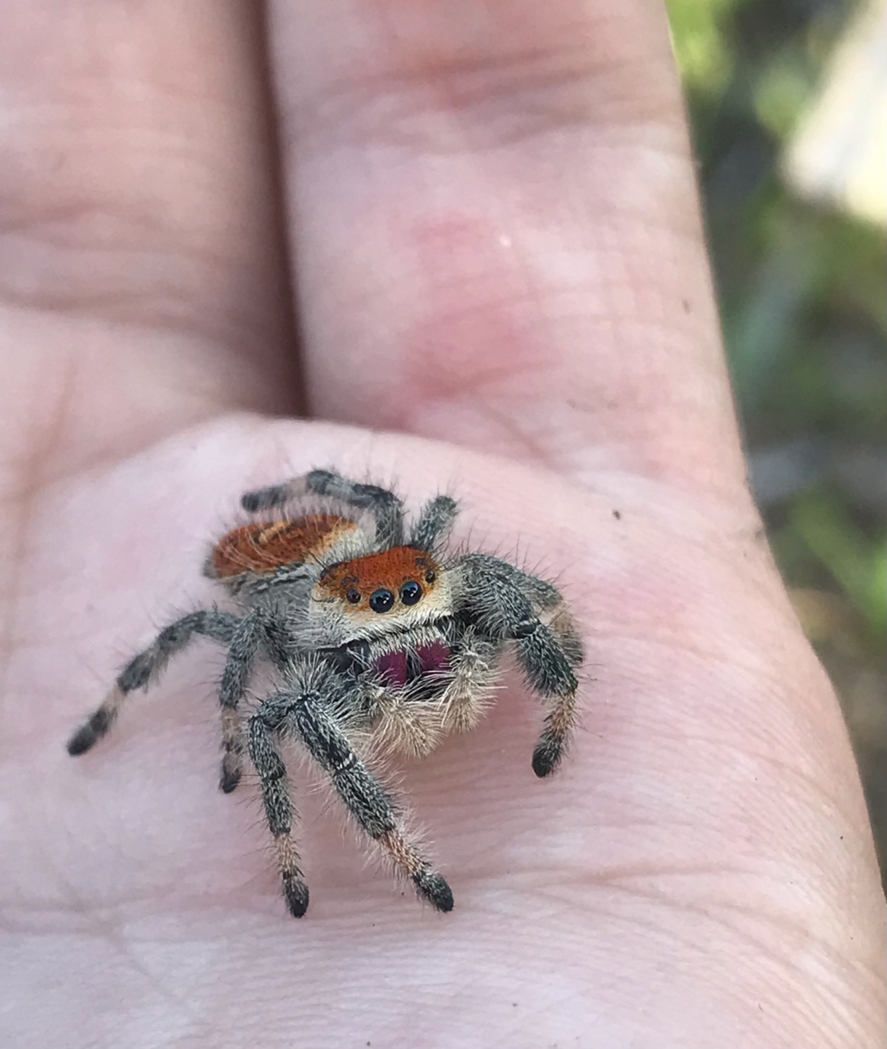 Jumping Spider 11.5 (6556)