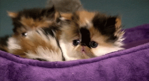 Kitten Gif