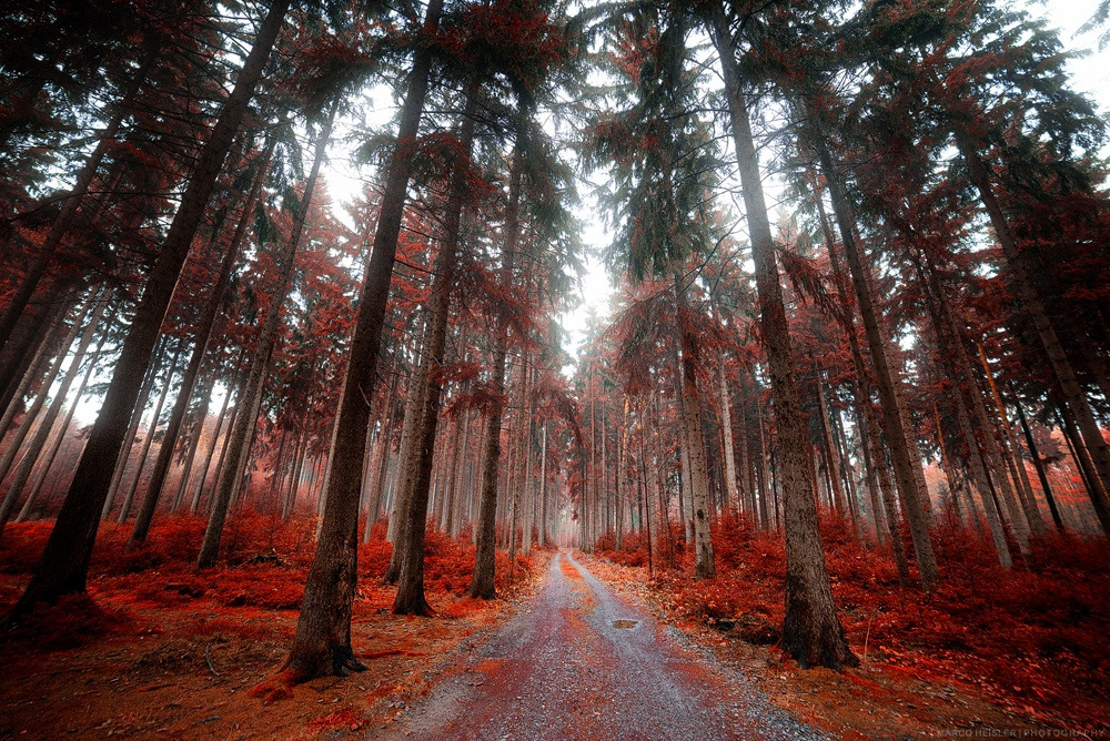 tulipnight:  Misty Seasons by Marco Heisler