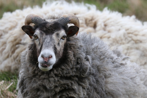 Gute Sheep/gutefr. Vrmland, Sweden (April 24, 2020).