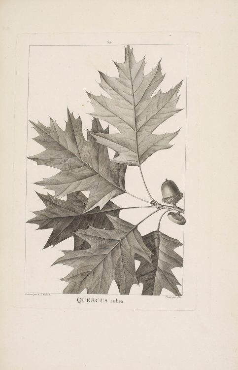 André Michaux (1746–1802) Histoire des Chênes de L'Amérique The French botanist and adventurer André