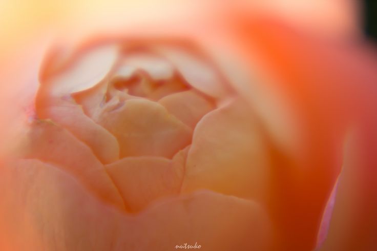 The Rose Garden