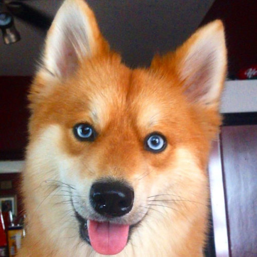 culturenlifestyle:“Pomksy” Pup Is A Beautiful Mix Between a Pomeranian & HuskyThe adorable hybri