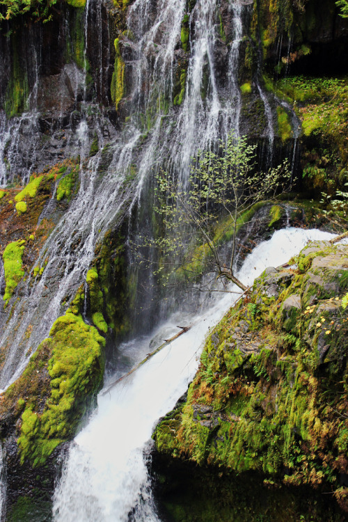 bright-witch: Hidden Falls, Washington, photography by me. Please do not remove credit!