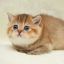 cutiecats-blog