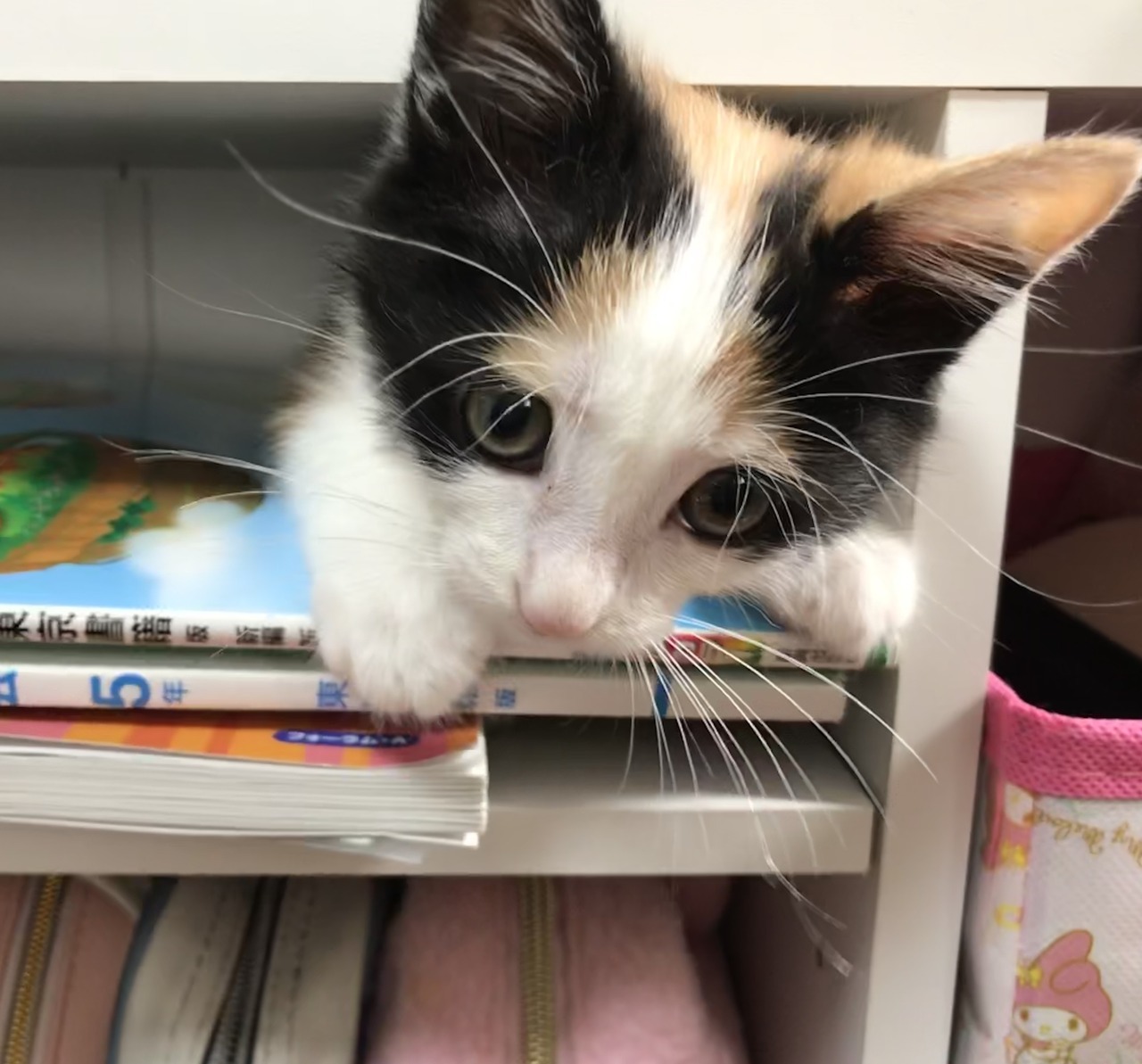 kitty & cat posts / memes