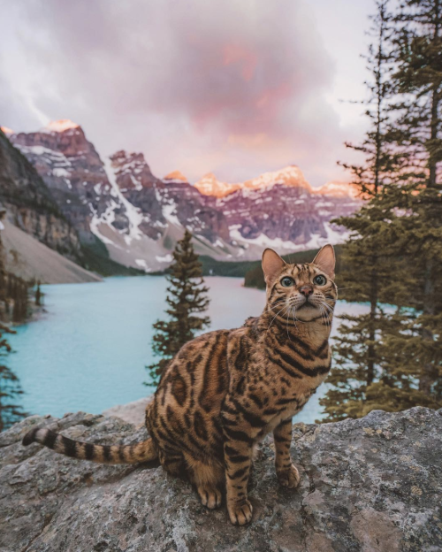 Porn animals-addiction:Meet the adventure cat “Sukiicat” photos