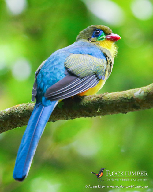 Photo of the Day – The Javan Trogon (Apalharpactes reinwardtii) is endemic to the west of Java in In