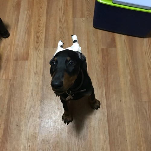 My aunts dobe pubby Cash! His ears were cuter down but eh Also she got them cropped then let them ge