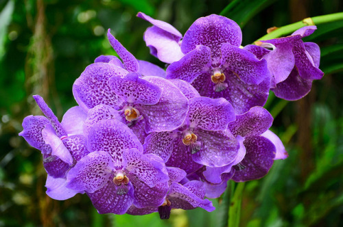 outdoormagic:  Wisley - Orchids 130823 12 by vintage 1953 & wackymoomin on Flickr. 