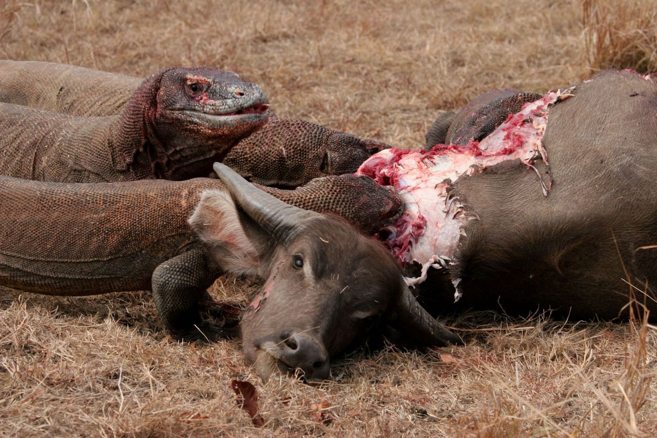 Komodo dragon vs polar bear